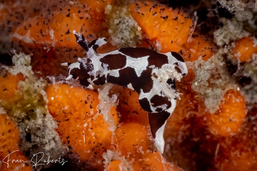 Image of Trapania franae