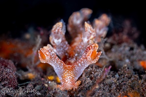 Image of Bornella hermanni