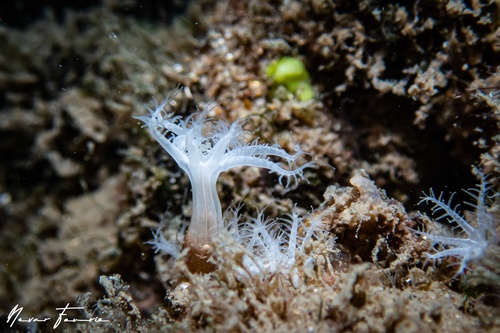 Image of Cnidarians Various