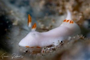 Image of Verconia simplex