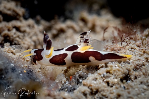 Image of Trapania sp. 1