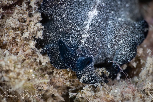 Image of Pseudobiceros stellae