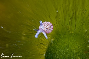 Image of Unidentified Snail sp. 3