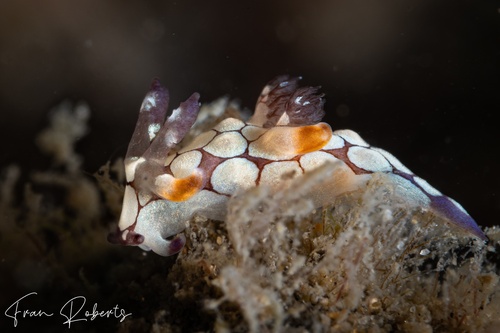 Image of Trapania scurra