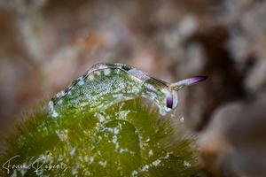 Image of Elysia coodgeensis