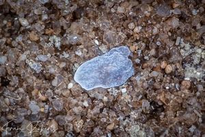 Image of Unidentified Flatworm sp. 3