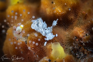 Image of Trapania sp. 2