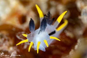 Image of Polycera capensis