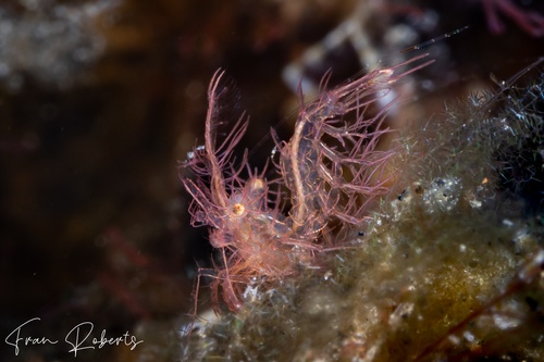 Image of Phycocaris simulans