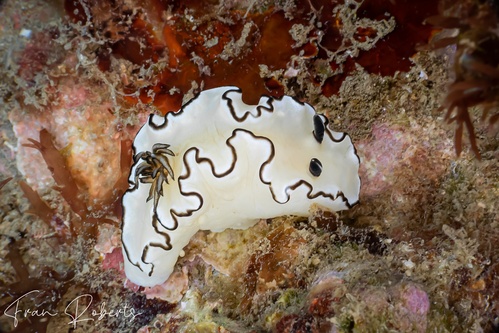 Image of Doriprismatica atromarginata