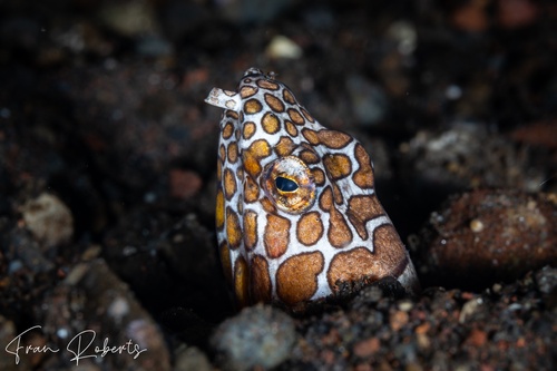 Image of Ophichthus bonaparti