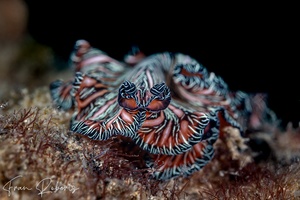 Image of Pseaudobiceros bedfordi