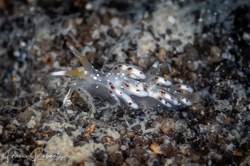 Image of Tenellia sp. 62