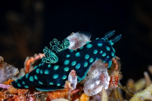 Image of Nembrotha cristata