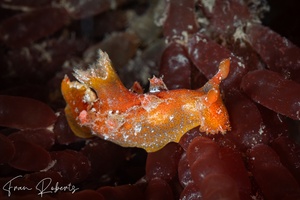 Image of Plocamopherus imperialis