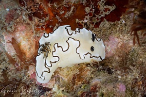 Image of Doriprismatica atromarginata