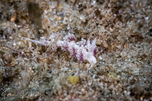 Image of Facelina sp. 2