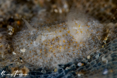 Image of Idaliadoris maugeansis
