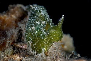 Image of Elysia sp. 2