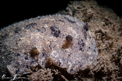 Image of Sebadoris fragilis