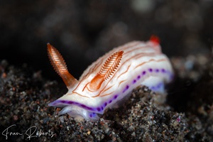 Image of Hypselodoris katherinae