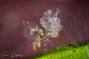 Image of Phycocaris sp. 1