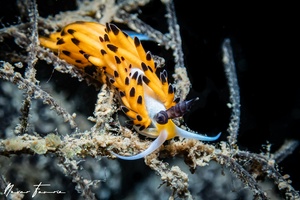 Image of Favorinus tsuruganus