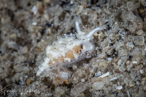 Image of Murphydoris puncticulata