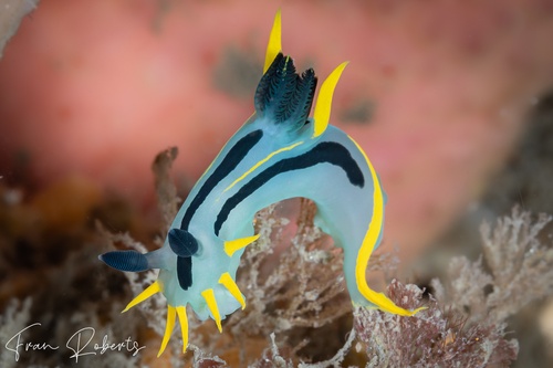 Image of Polycera capensis