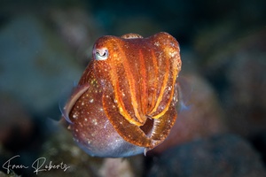 Image of Sepia pharaonis