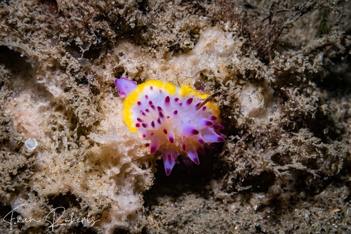 Image of Mexichromis sp. 1