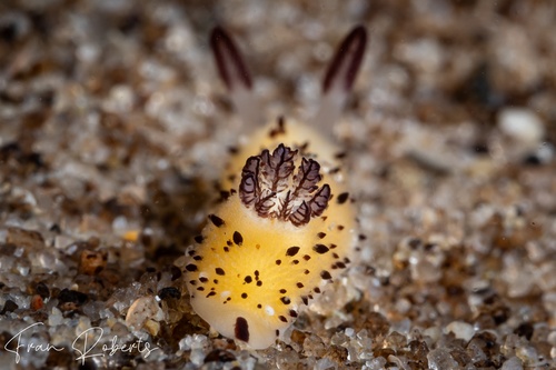 Image of Jorunna parva