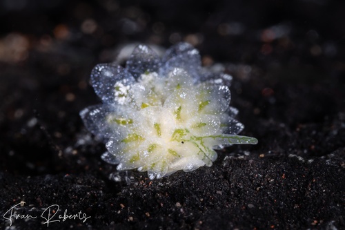 Image of Ercolania sp. 4