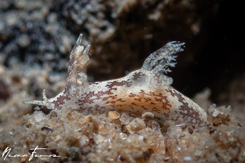 Image of Trapania euryeia
