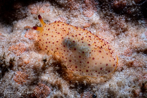 Image of Pleurobranchus peronii