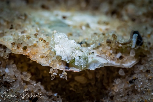 Image of Elysia sp. 24