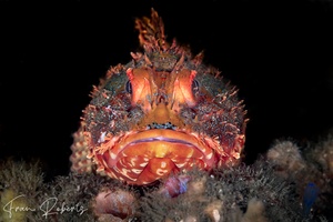 Image of Scorpaena jacksoniensis