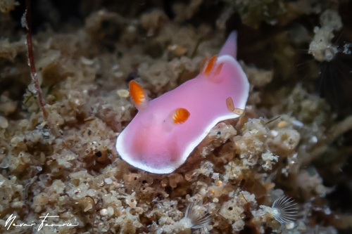 Image of Verconia romeri