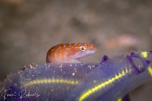 Image of Cochleoceps orientalis