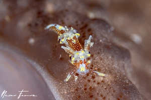 Image of Trapania benni