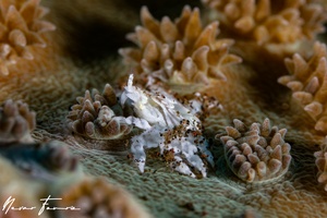 Image of Neotroglocarcinus hongkongensis