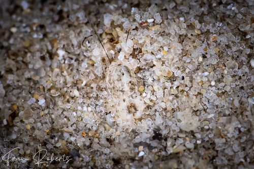 Image of Haminoeidae long-tail sp. 2