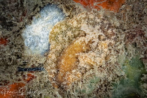 Image of Thordisa sp. 2