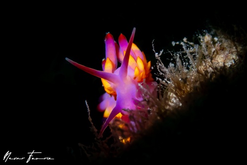 Image of Trinchesia sibogae var B