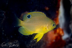 Image of Pomacentrus amboinensis