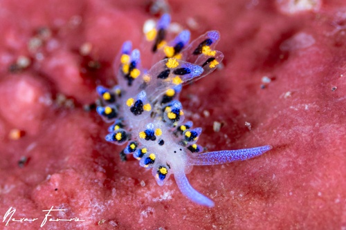 Image of Stiliger sp. 1