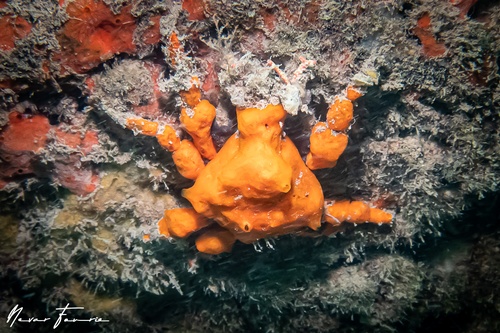 Image of Hyastenus elatus