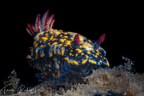 Image of Hypselodoris obscura