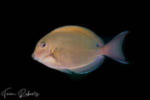 Image of Acanthurus nigrofuscus