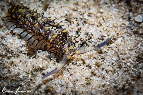 Image of Cerberilla ambonensis